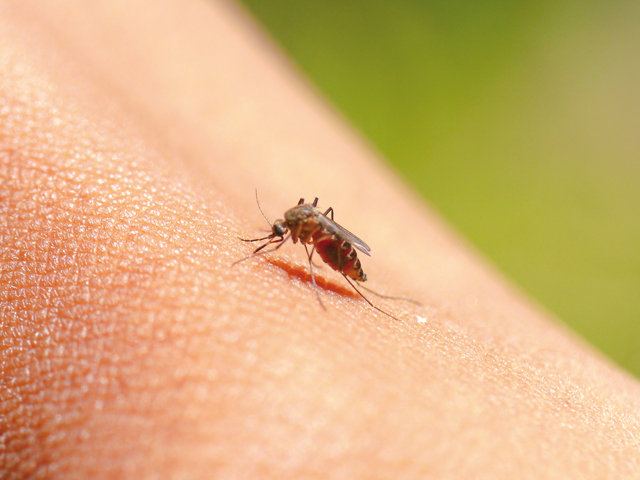 Achtung Insektenstiche: wann sie gefährlich werden können | Praxis Schleicher & Brückl